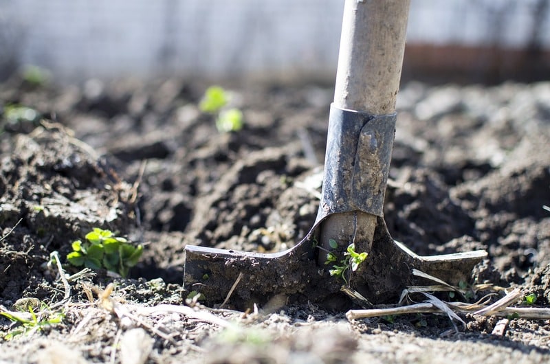 Comment bien choisir le bon sol et l’espace pour cultiver des salades ?
