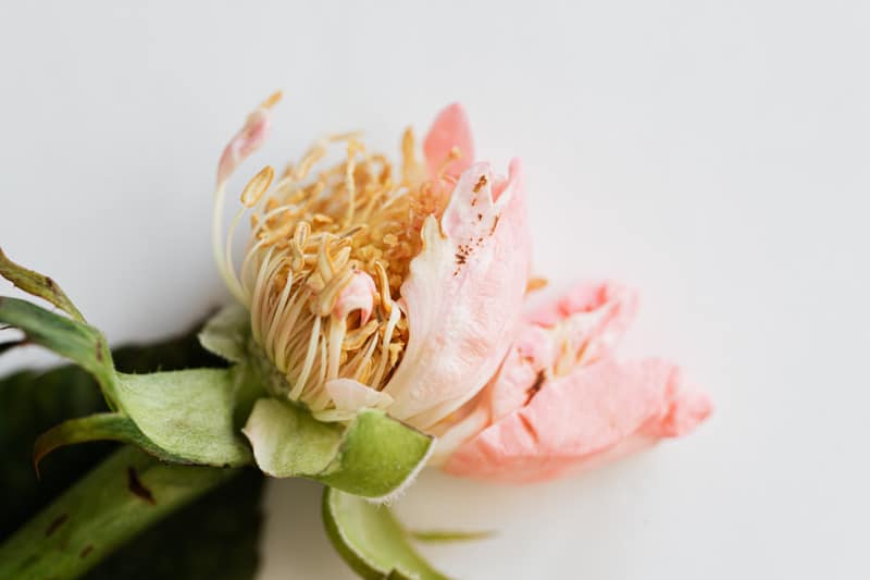 Les fleurs de courgettes : des beignets croustillants et parfumés en perspective