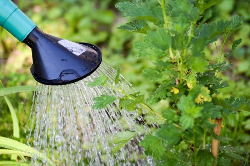 Arrosage et irrigation optimisés : équipements pour gérer l'eau dans votre jardin