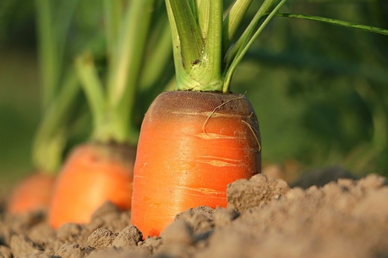 Semis de carottes