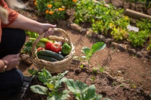 Comment préparer son sol pour un potager réussi au printemps